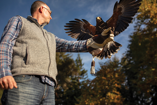 Falconry